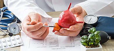 A doctor holds a red model of a prostate in their hands. 