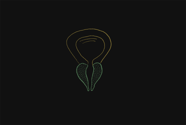 A feint drawing of a prostate is on top of a black background.