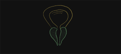 A feint drawing of a prostate is on top of a black background.