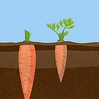 Shower and grower carrots underground.