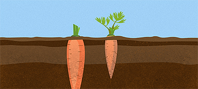 Shower and grower carrots underground.