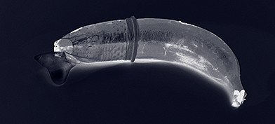 A black background features an X-Rayed banana wearing a condom.