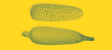 Two pieces of corn, one cut and one uncut.