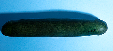 A green zucchini with a circumcision scar.