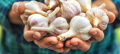 A-pair-of-hands-holds-several-garlic-bulbs