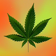A marijuana leaf in front of an orange and yellow background.