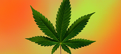 A marijuana leaf in front of an orange and yellow background.