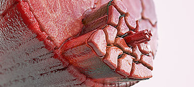 Inside-of-a-muscle-cell