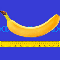 A ruler measures the length of a banana with a DNA strand behind them.