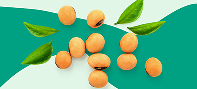 Soy beans sit next to leaves against a green background.