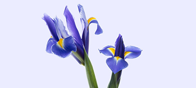 Purple flowers grow out of the sheers of a pair of metal scissors. 