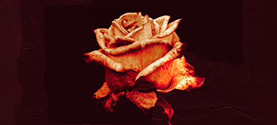 A rose petal lit by an orange light against a red background and is wilting at the bottom.