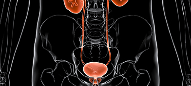 A dark x-ray of a male torso shows the urethral structure in red.