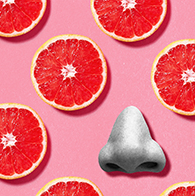 Slices of grapefruit lay against a pink background next to a grey nose.