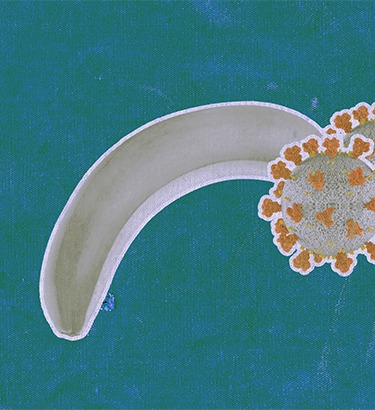 Two COVID-19 cells are next to each other at the end of a banana that is tipping downward.