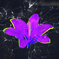 A purple filtered lily has electrical signals surrounding it.