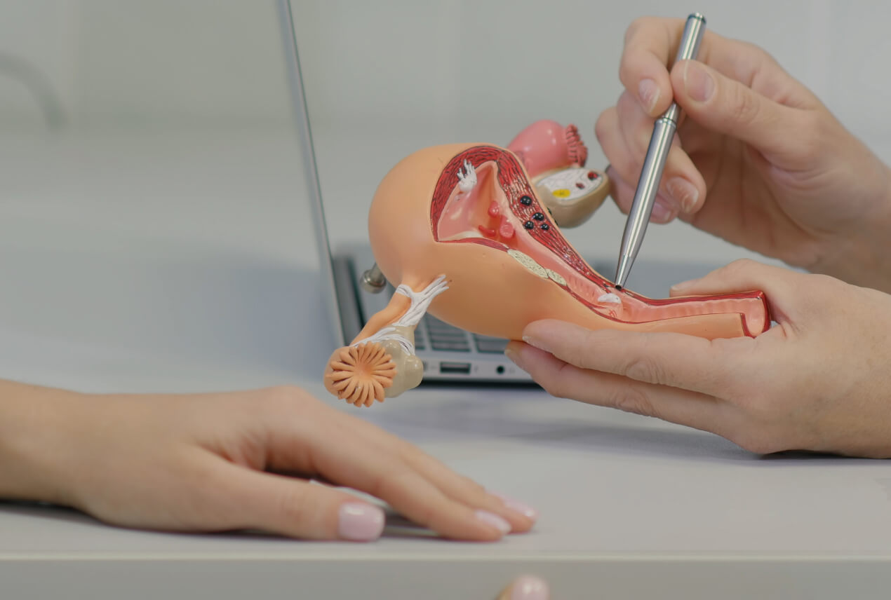 A person holds a model of the female reproductive system in one hand while pointing to part of it with a pen in the other hand.