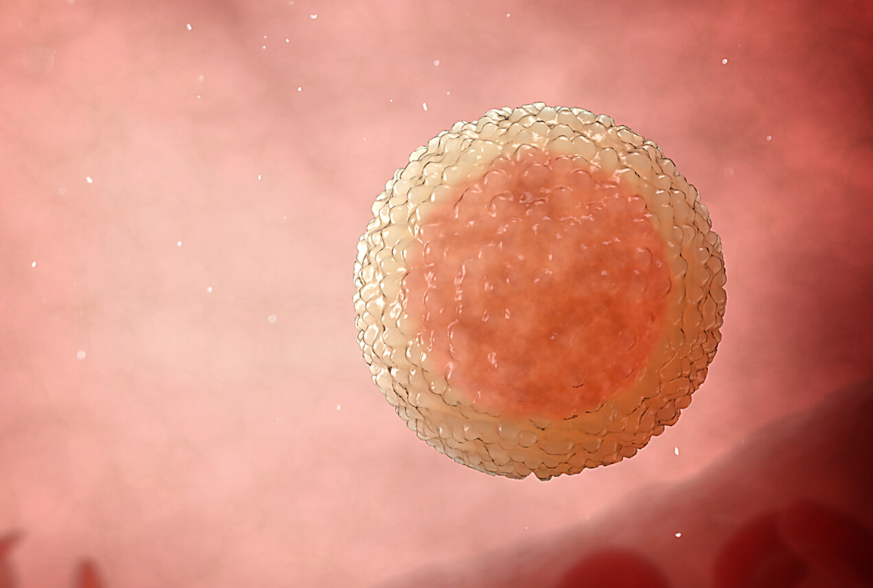 An embryo sits inside a female reproductive system.