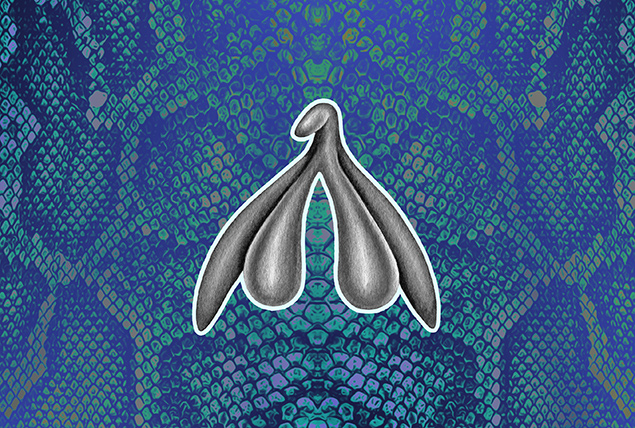 A grey hemiclitores is layered against blue iridescent snake skin.