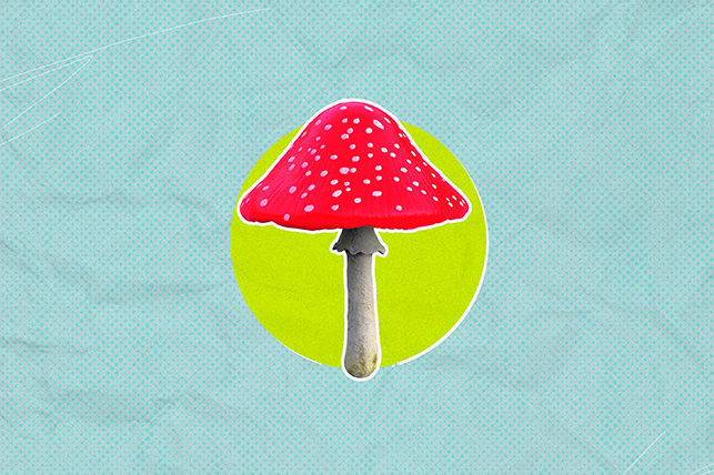 a red spotted mushroom on a lime green and light blue background