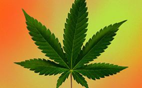 A marijuana leaf in front of an orange and yellow background.