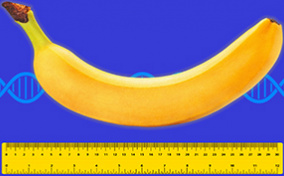 A ruler measures the length of a banana with a DNA strand behind them.