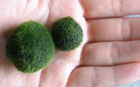 Two grassy spheres, one smaller than the other, sit in an open palm. 