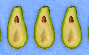 A row of avocados cut in half is against a blue background.